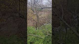 Sweet November whitetailbucks hunting whitetails deerhunting whitetaildeer [upl. by Hpsoj]