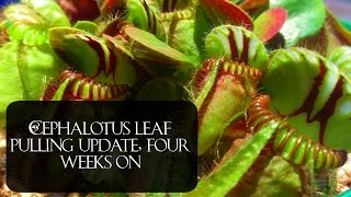 Cephalotus leaf pulling update 4 weeks and counting [upl. by Lekim934]