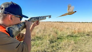 EPIC South Dakota Pheasant Hunting Opening Day 41 BIRD CATCH CLEAN COOK [upl. by Engel]