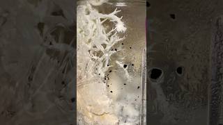 DIY Grow Kit amp Grow Lions Mane Reusing Old Food to Make Grain Spawn Jar Grow Easier Than PF Tek [upl. by Ebanreb]