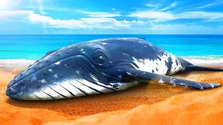 Pourquoi Les Baleines Séchouent Elles Sur La Plage [upl. by Acinoj]