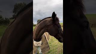 Horse love at Chelsea Pony Club Melbourne Australia [upl. by Jago]