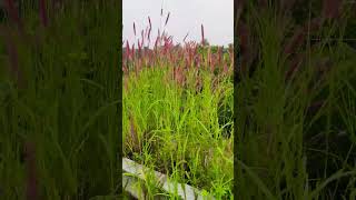 Pennisetum pedicellatum  Desho Grass  nature plants travel wildlife relaxing kanniyakumari [upl. by Nitsirt680]