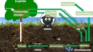 Stikstofkringloop [upl. by Jobye287]