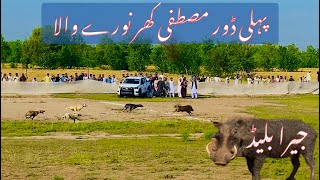 Nory wala soor door  kutte aur shor ki daud  new videos 2024 [upl. by Trilby602]