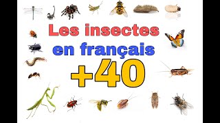 Apprendre les insectes en françaislearn insect names in french أسماء الحشرات بالفرنسية [upl. by Corrina]