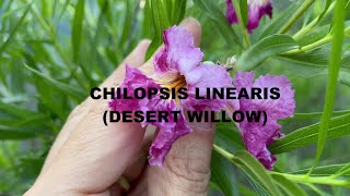 Chilopsis linearis Desert Willow [upl. by Lyndell]