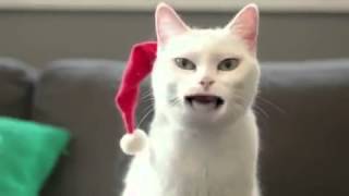 Katze singt Weihnachtslieder [upl. by Stubstad]