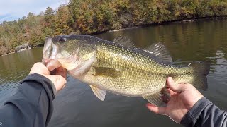 Lake Wedowee Bass Fishing  November 2024 [upl. by Xuerd9]