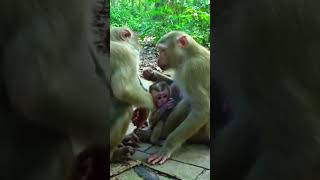 Theyre Never Stop Moving  Great Monkey Taking Care Each Other  Adorable Monkey Kid animals [upl. by Nongim]