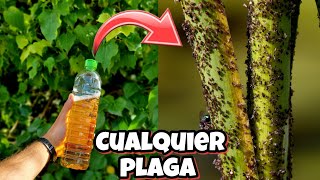 Como DETENER CUALQUIER PLAGA o BICHO con este insecticida Casero para Plantas y Jardín Sin AJO [upl. by Emylee]