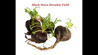 Black Maca Morphic Field [upl. by Athalla]