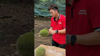 Popular Durian Unboxing Mater in Malacca Malaysia  Fruit Cutting Skills [upl. by Nelluc220]