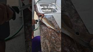 How to Clean a Redfish shorts [upl. by Ketty]