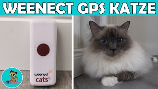 Weenect GPSTracker für die Katze 🔥 [upl. by Freda]