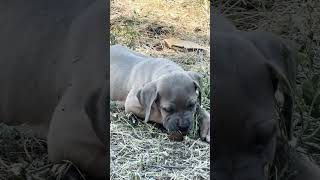 Formentino cane corso puppy 2 months dog canecorso [upl. by Happy]