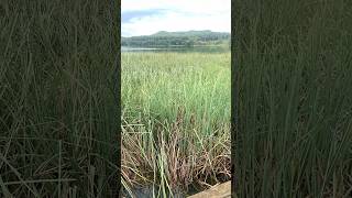 Lago de Banyoles cliRgiana [upl. by Ariajay]