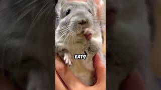 How The Chinchilla Eats adobechinchilla shorts chinchilla pets cute animals [upl. by Molly]