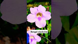 Thunbergia Grandiflora popularly known as the Bengal Clockvine [upl. by Eenyaj]