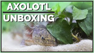 Meet my new Axolotl  Unboxing amp Setup [upl. by Jocko]