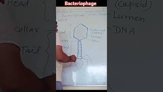 Bacteriophage phagevirus diagram artist drawing [upl. by Yor554]