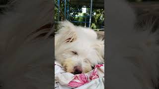 Snowbell 🐕🤍🤍pets keralapets petlover [upl. by Sesilu76]