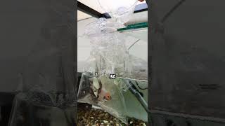 ¿Cómo aclimatar peces acuario acuariofilia peces escalar cuidados viralvideo [upl. by Oramlub]