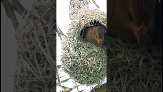 Bird making Nest  Chidiya ka Ghosla  birds nature cosmos nest facts [upl. by Lette569]