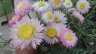 How to grow and care Acroclinium flower plant in winterbest hanging basket flowering plant inwinter [upl. by Tereve]