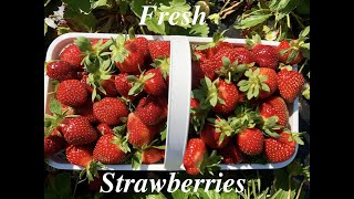 Strawberry Picking In Pelion South Carolina LucasRidgeFarmsStrawberries SweetStrawberries [upl. by Ayokahs]