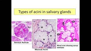 Histology of salivary glands [upl. by Eeleak]