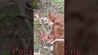 Kambingan ng Mahirap Native Na Kambing [upl. by Ellita221]