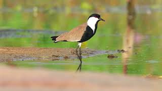 Spurwinged Lapwing Bathing  Ammavaripeta Cheruvu Warangal  sriramwildlifephotographer  4K [upl. by Aikat556]