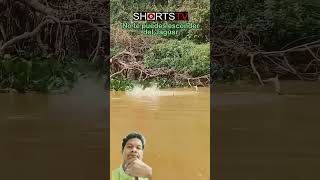 Video new fishing crocodile alligator fish bassfishing tigerlion animals lion tiger short [upl. by Burke341]