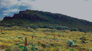 Aberdare Range National Park In Nyandarua County [upl. by Anaicul]