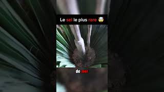 Le sel le plus rare de Philippines asmr shorts shorts cuisine [upl. by Nitsuj]