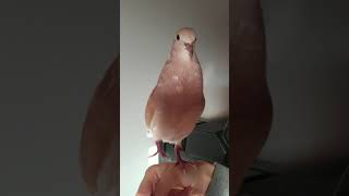 Ringneck dove bow coo [upl. by Ardolino]