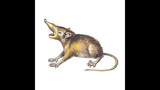 25 fascinating facts about the enigmatic Hispaniolan Solenodon [upl. by Zzahc]