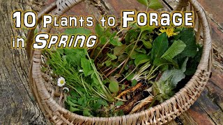 10 Springtime Wild Edible Plants you can Forage NOW [upl. by Nibot]