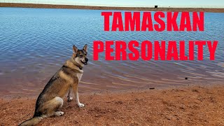 The Tamaskan Personality [upl. by Herrle]