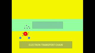 Photosynthesis Stage 1 Light Dependent [upl. by Noicpecnoc]