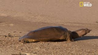 Le trionyx une tortue étonnante [upl. by Kcid]