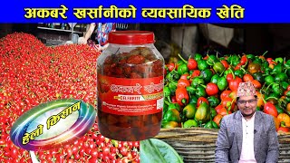 अकबरे खुर्सानीको महत्व र फाइदाहरु  Krishi Television HD  Ashim Sapkota [upl. by Retsevlys228]