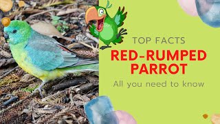 Redrumped Parrot facts 🦜 Redbacked Parrot 🦜 Grass Parrot 🦜 common southeastern Australia 🇦🇺 [upl. by Nelyag257]