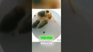 The Exploding Ant Natures SelfSacrificing Hero  Animal Fact [upl. by Anivol]