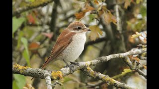 Redbacked Shrike Houghton Regis Bedfordshire 21924 [upl. by Anirdnaxela462]