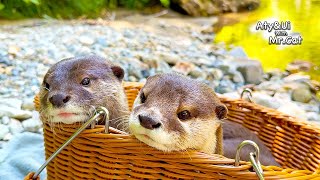 My Otters Are Too Relaxed on the Riverbank Otter Life Day 929 [upl. by Heyer]