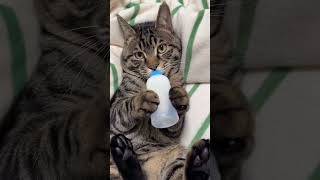 Drink your milk baby 🥹 cat kitten cutecat catlover catvideos catmemes cute shortvideo [upl. by Eramal]