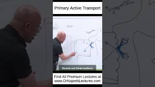 Primary Active Transport drnajeeblectures drnajeeb shortvideo medicaleducation youtubeshorts [upl. by Annayar]