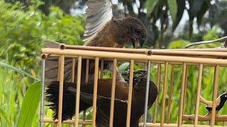 Pardo Arcanjo pegando pardo selvagem 🎥📸🐦🪽 Em Zumbi do Palmares 37km [upl. by Coke]